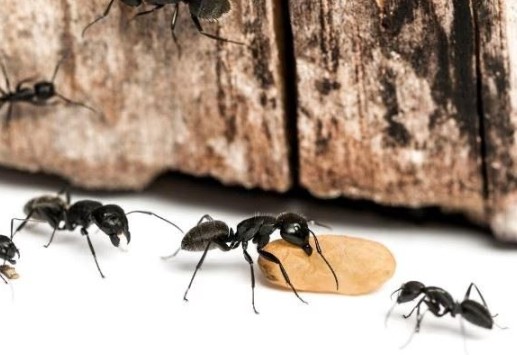 commercial pest control services